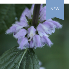 Phlomis tuberosa