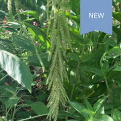 Amaranthus Green Tails