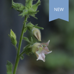 Nicotiana "Peach screamer"