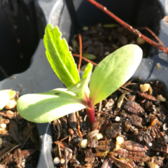 Scabiosa Stellata - tienda online