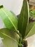 Planta Artificial Banano - L - comprar online