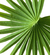 Hoja Deco Palmera - comprar online