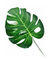 Hoja Deco Monstera #2 - comprar online