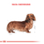 Royal Canin Dachshund Adulto 3Kg - Casper Pet Store