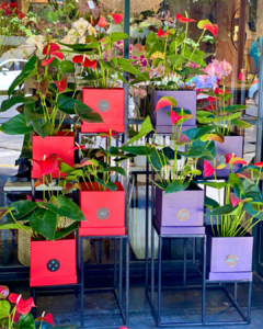 Plant Box - Pola Atelier