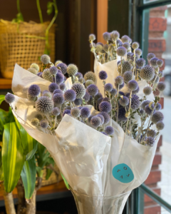 Ramo de Echinops Disecado