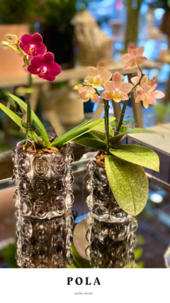 Mini Orquídea en Recipiente de Vidrio - comprar online