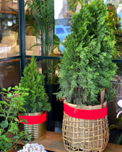 The Real Christmas Tree (Pino Natural) + Soporte + Cinta Roja