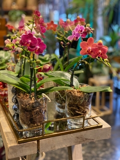 Mini Orquidea con Maceta de Vidrio - comprar online