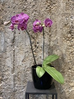 Orquídea de dos varas con maceta negra - comprar online