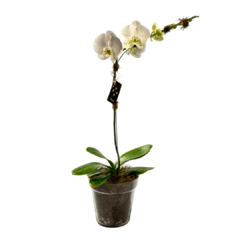 orquídea con maceta transparente