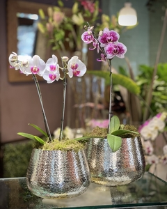 Orquídeas en Cuenco Plateado