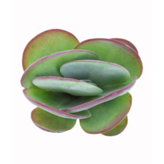 Suculenta Kalanchoe - comprar online