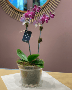 Orquídea en Maceta de Vidrio
