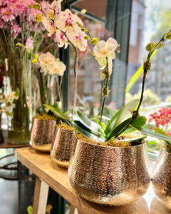 Orquídeas en Cuenco Plateado - comprar online