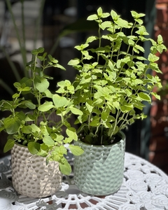 Plantas Aromáticas en Maceta de Cerámica