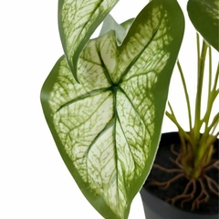 PLANTA ARTIFICIAL FA185 - comprar online