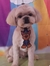 !GRAVATA PERSONAGENS - KIT COM 100 UNIDADES - Fashion Dog Distribuidora Pet