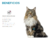 KATZE GATO SENIOR +7 - comprar online