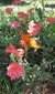Verbena Híbrida | Planta Nativa