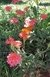 Verbena Híbrida | Planta Nativa - comprar online
