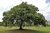 Anacahuita árbol nativo