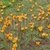 Azucenita amarilla Planta Nativa