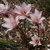 Azucenita rosada planta nativa