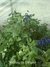 Salvia guaranitica azul Planta Nativa - comprar online