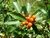 coca de monte congorosa planta nativa