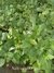 Salvia Guaranitica Celeste Planta Nativa - comprar online