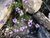 Verbena Violeta | Planta Nativa