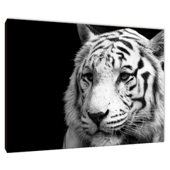 Tigres 11 - comprar online