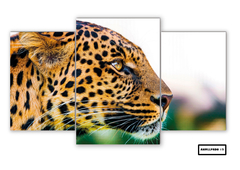 Tríptico escalonado Leopardos 12 - comprar online