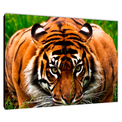 Tigres 151 - comprar online