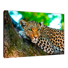 Leopardos 17