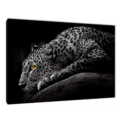 Leopardos 3