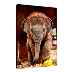 Elefantes 31