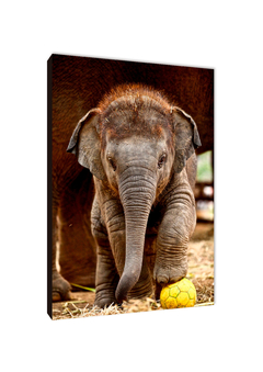 Elefantes 31 - comprar online