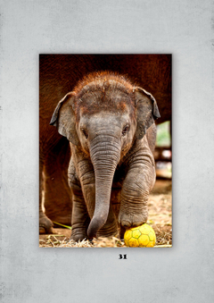 Elefantes 31 en internet