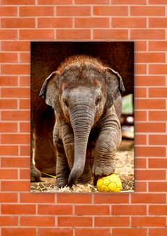 Elefantes 31 - tienda online