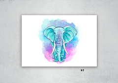 Elefantes 37 en internet