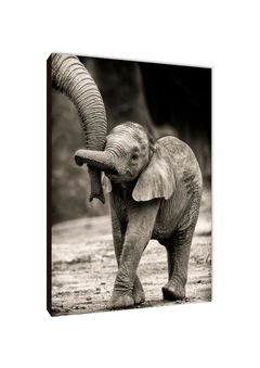 Elefantes 41 - comprar online