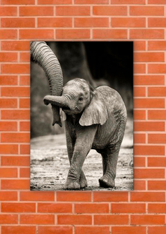 Elefantes 41 - tienda online