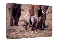 Elefantes 53 - comprar online