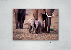 Elefantes 53 en internet