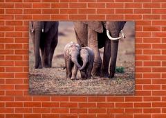 Elefantes 53 - tienda online