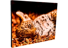 Portallaves de pared Leopardos 54 - comprar online
