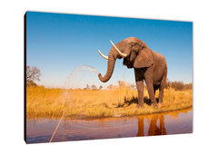 Elefantes 56 - comprar online