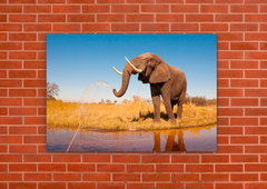 Elefantes 56 - tienda online